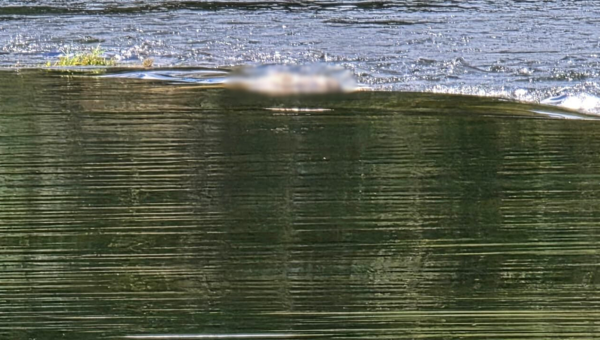 Cadáver sin cabeza aparece en el río Candelaria; tenía los pies atados y un peso para hundirlo