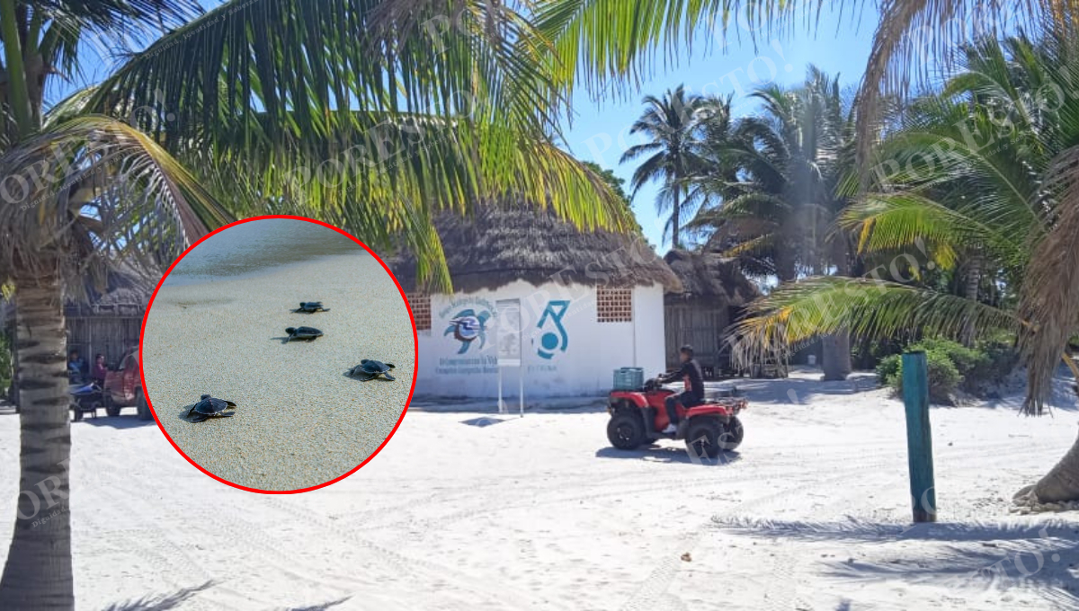 Se registraron 6 mil 010 nidos y 423 mil 786 huevos protegidos en los nueve campamentos tortugueros del estado.