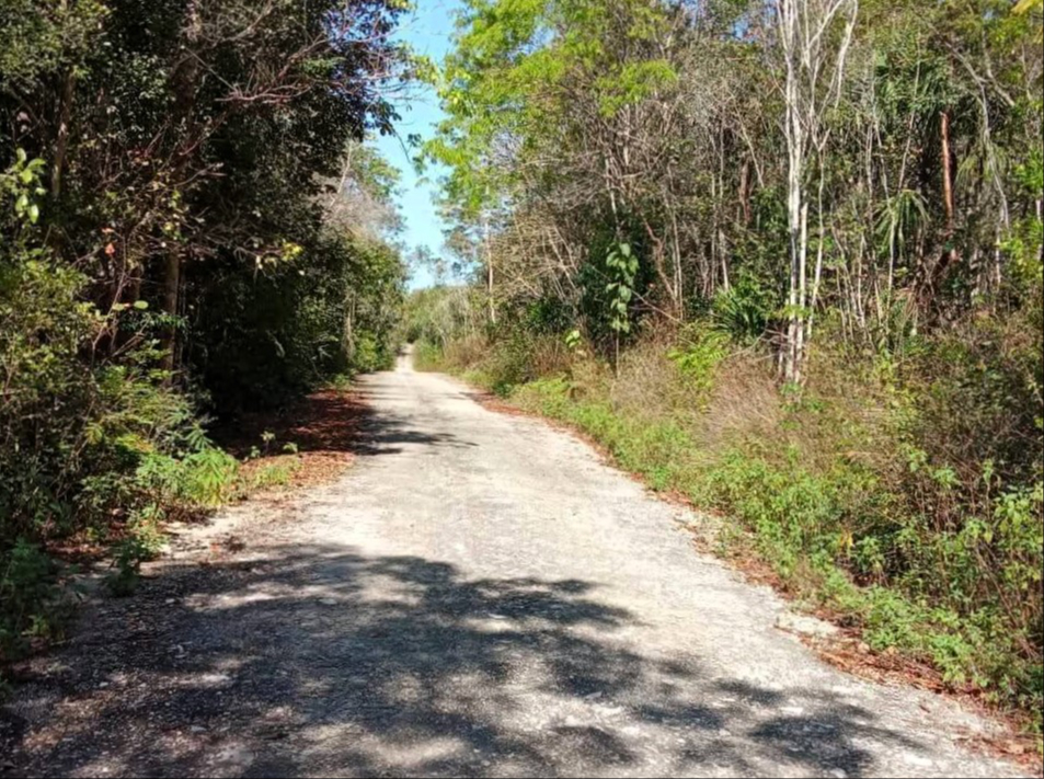 Supuestamente los predios se ubican en el kilómetro 23 de la Ruta de los Cenotes