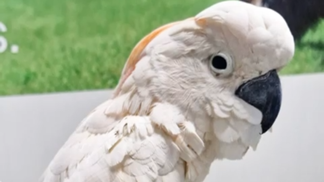 Aseguran a cacatúa en el Aeropuerto de Mérida