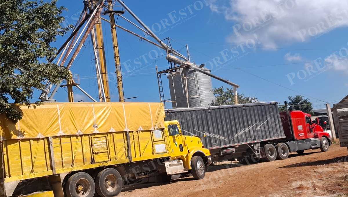 Continúan arribando tráileres con granos de productores locales y de otras regiones.