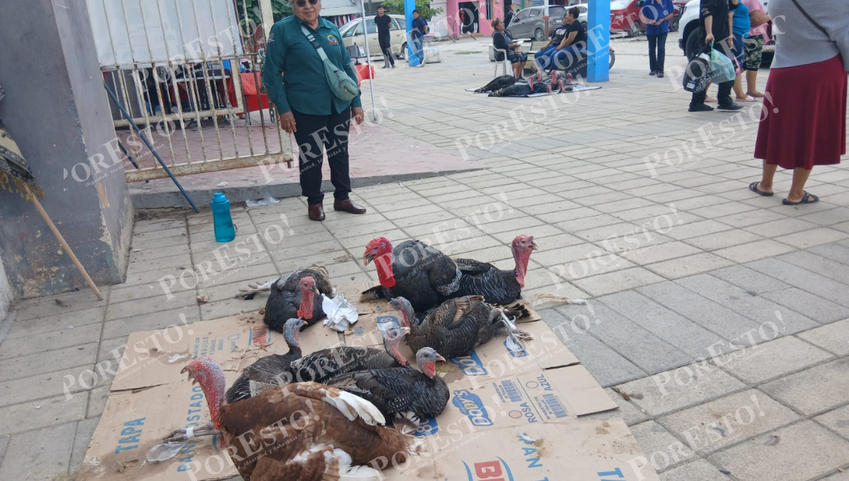 Ventas flojas de pavos criollos preocupan a vendedoras en Nochebuena