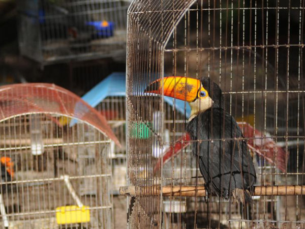 El tucán es el ave más cara en el mercado negro, con precios de hasta 1,500 pesos.