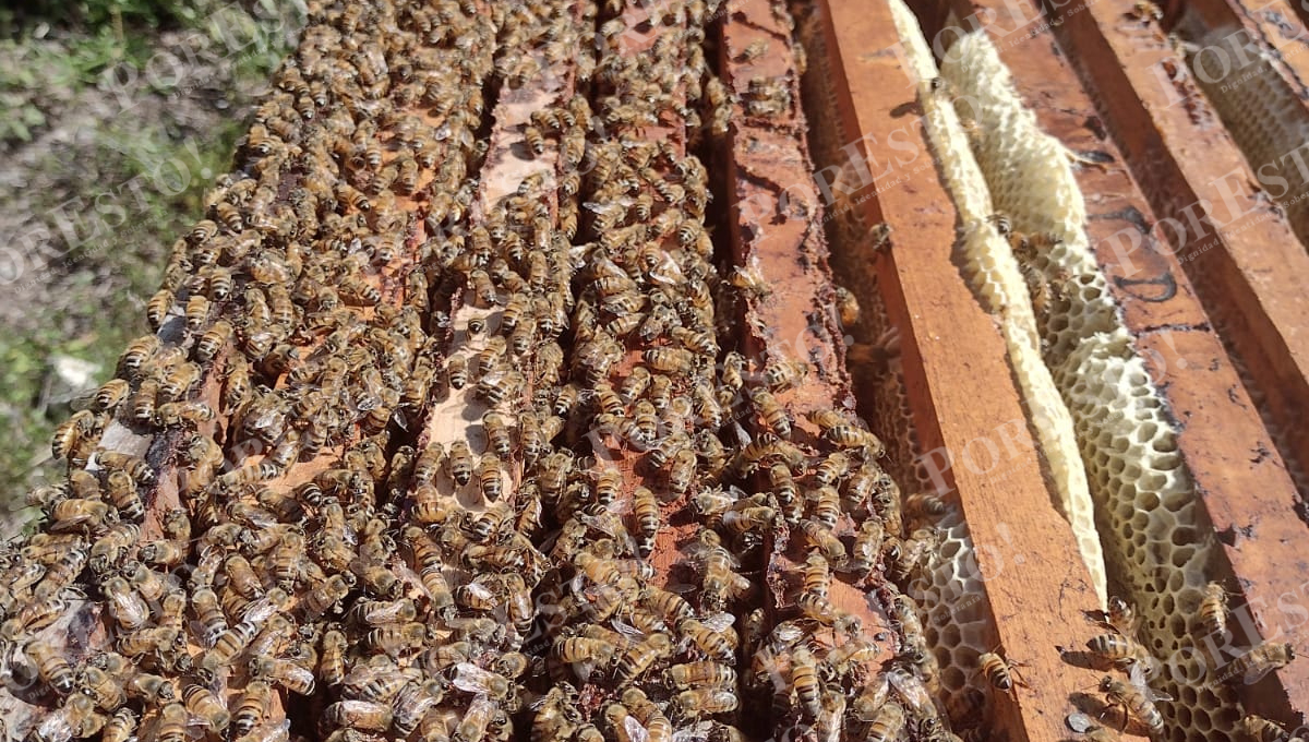 Las zonas identificadas son Punta Xén, Miguel Colorado y Arellano.