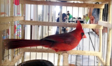 Loros, azulejos y el cardenal rojo son las especies más comercializadas ilegalmente en Campeche.