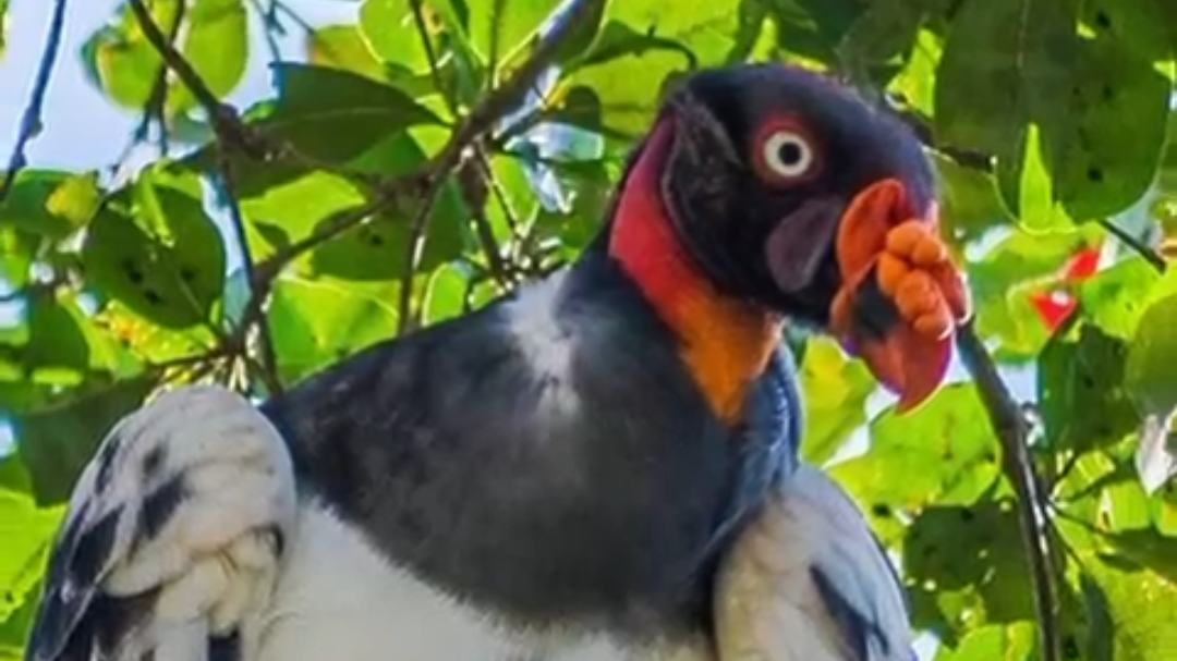 Captan a pareja de zopilote rey en la selva yucateca