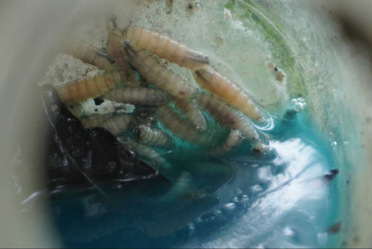 La paciente es una mujer de 75 años, hospitalizada con lesiones en nariz, boca y ojos.