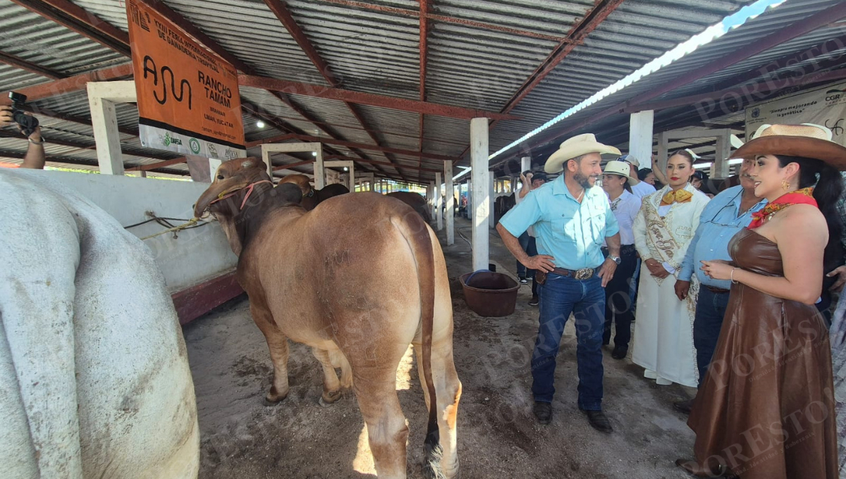 Feria Champotón 2025 abre sus puertas con más de 250 toros y 28 expositores