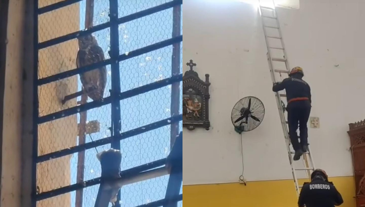 Bomberos rescataron al animal nocturno, tras el reporte ciudadano en el templo principal de Izamal.