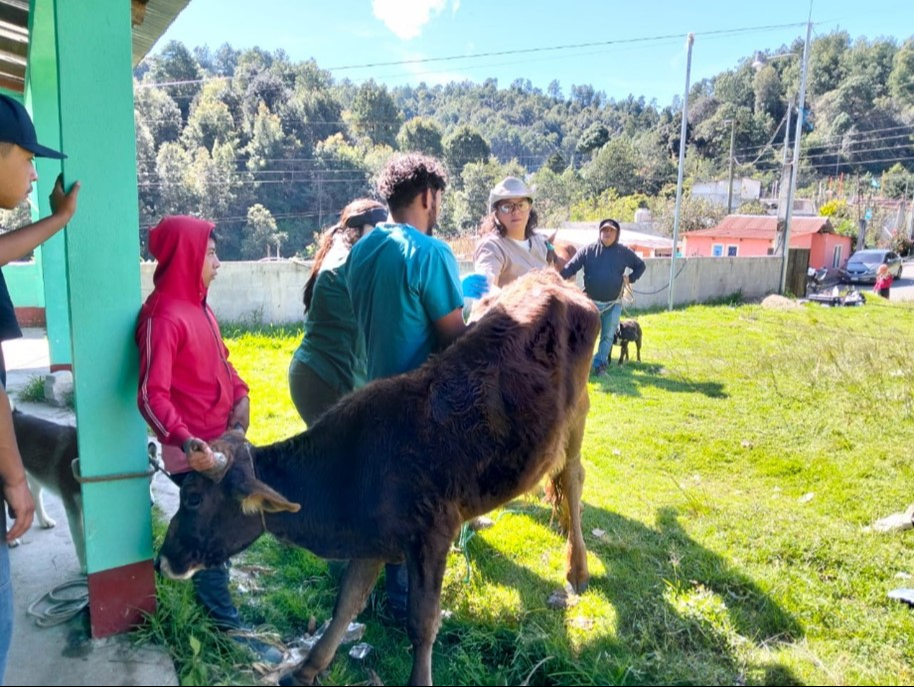 Mosca Cochliomyia hominivorax mantiene 20 casos activos en municipios de Campeche