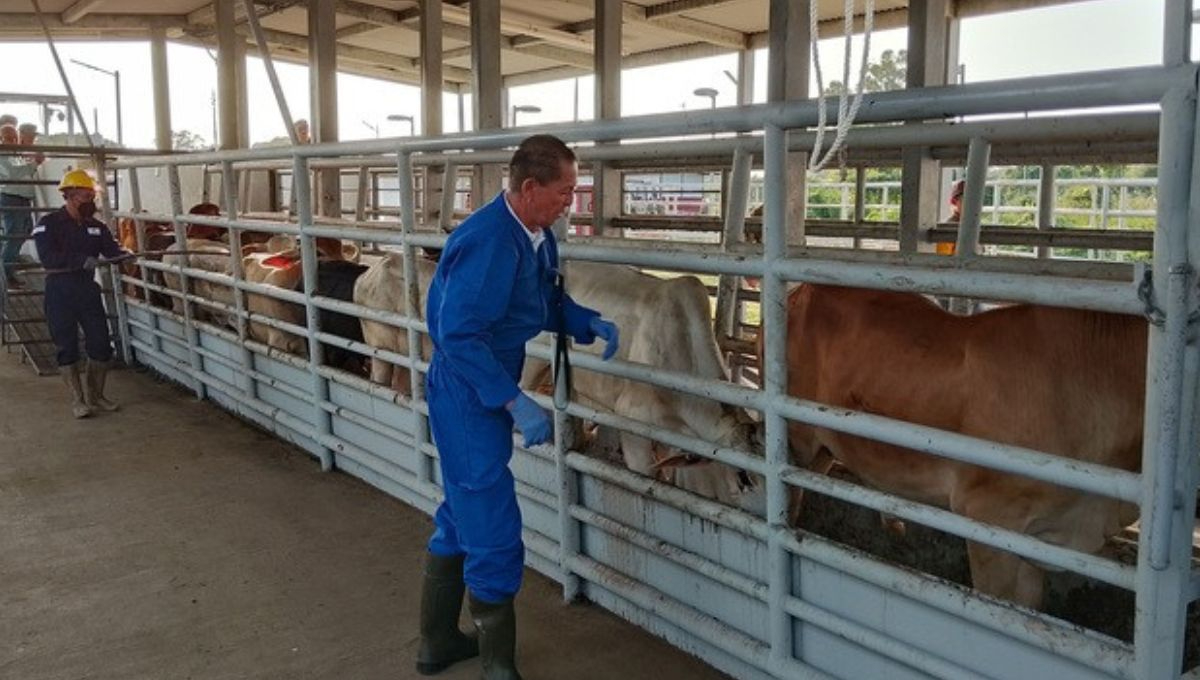 Quintana Roo rebasa los 200 casos de Miasis por gusano barredor
