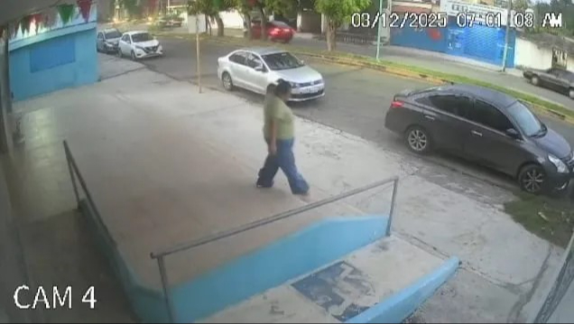 Al revisar el paquete descubrieron que en su interior había dos gatos desorientados