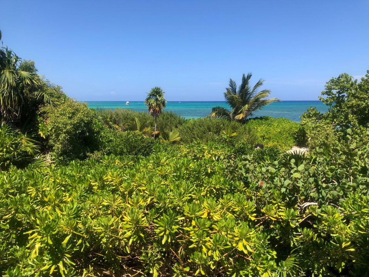 Activistas advierten daños irreversibles a manglares y al arrecife Francisco I. Madero