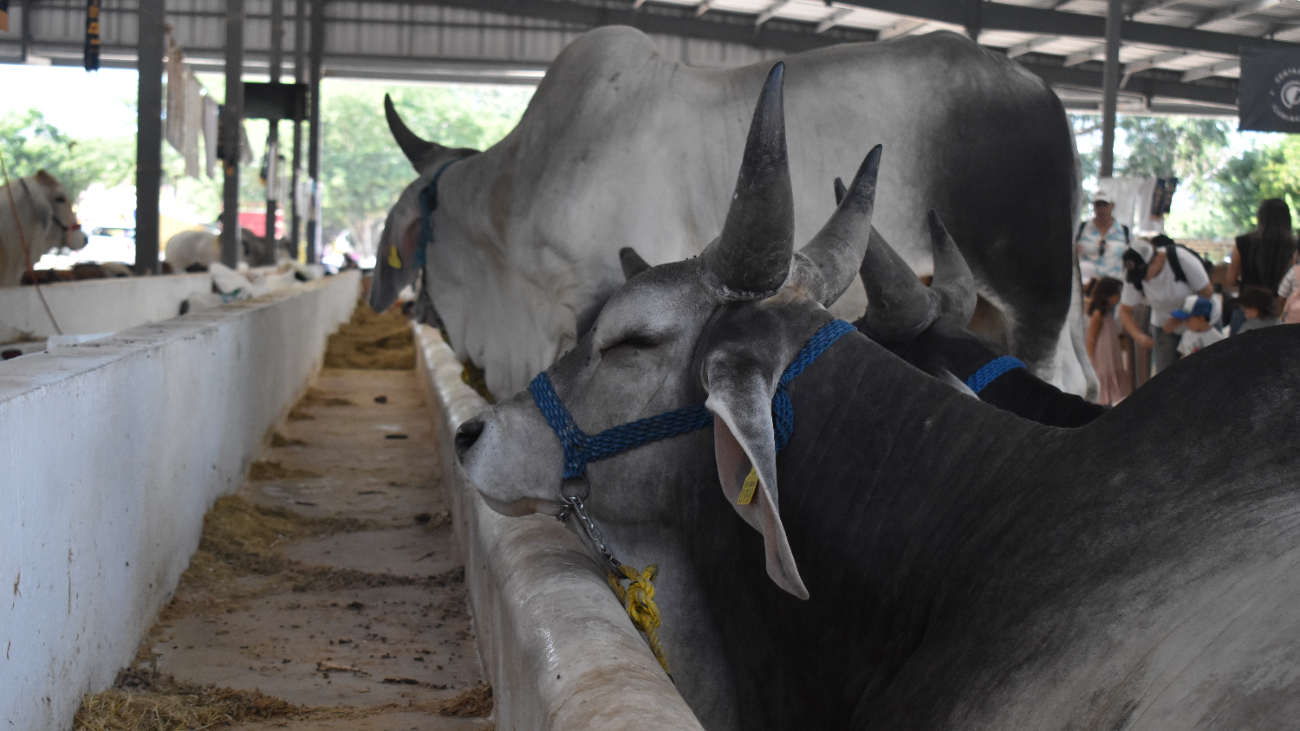 Hasta ahora hay mil 216 casos; en la última semana se sumaron 38