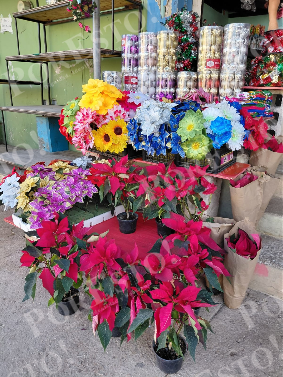 Doña Hortensia González Chí vendió por completo su primera tanda de nochebuenas en presentaciones de 80, 100 y 120 pesos.