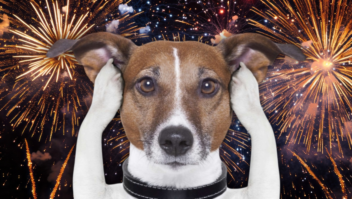 En fiestas navideñas hay que proteger a las mascotas de la pirotecnia