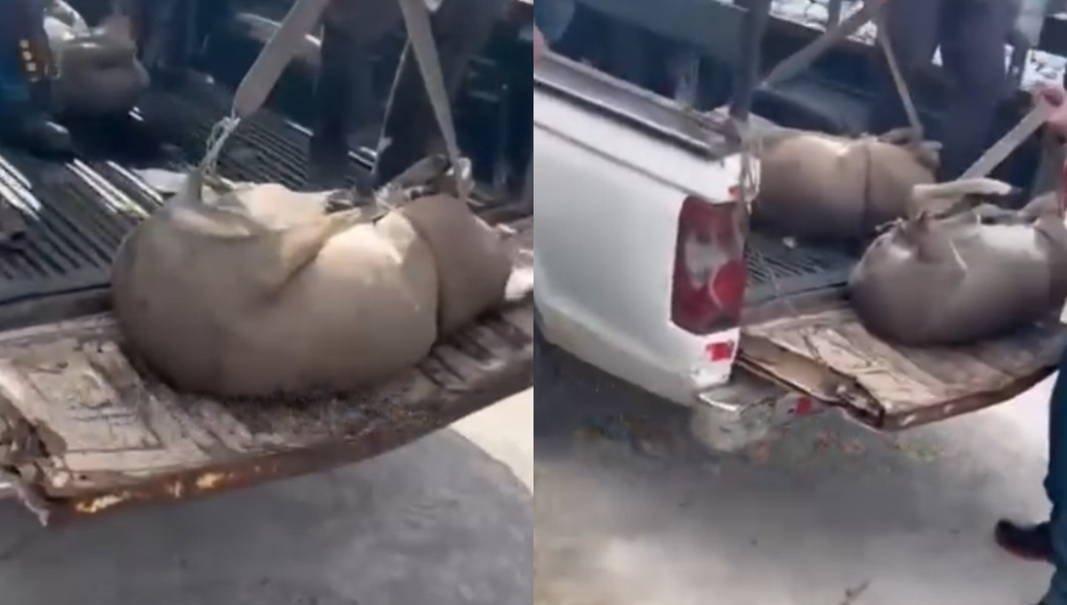 Los venados fueron trasladados a bordo de una camioneta hacia el interior de una vivienda