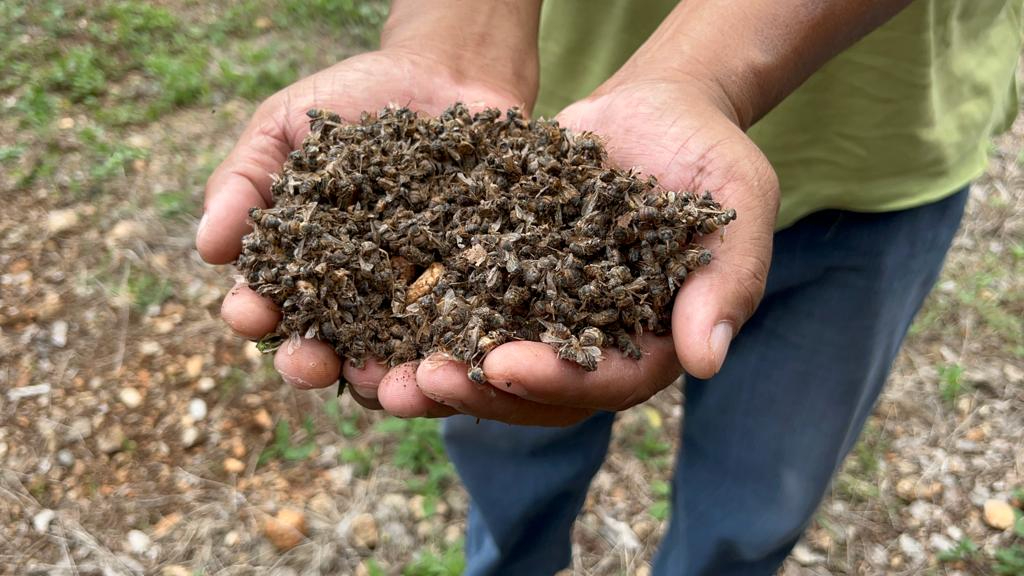 Continúa la mortandad de abejas de Hopelchén por fumigaciones aéreas