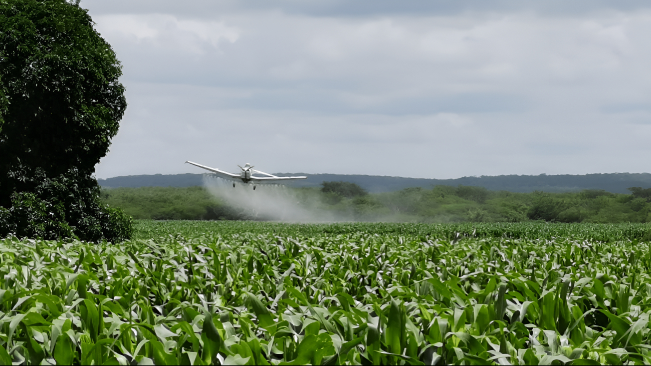 Fumigaciones aéreas con químicos peligrosos afectan al sector apícola Fumigaciones aéreas con químicos peligrosos afectan al sector apícola