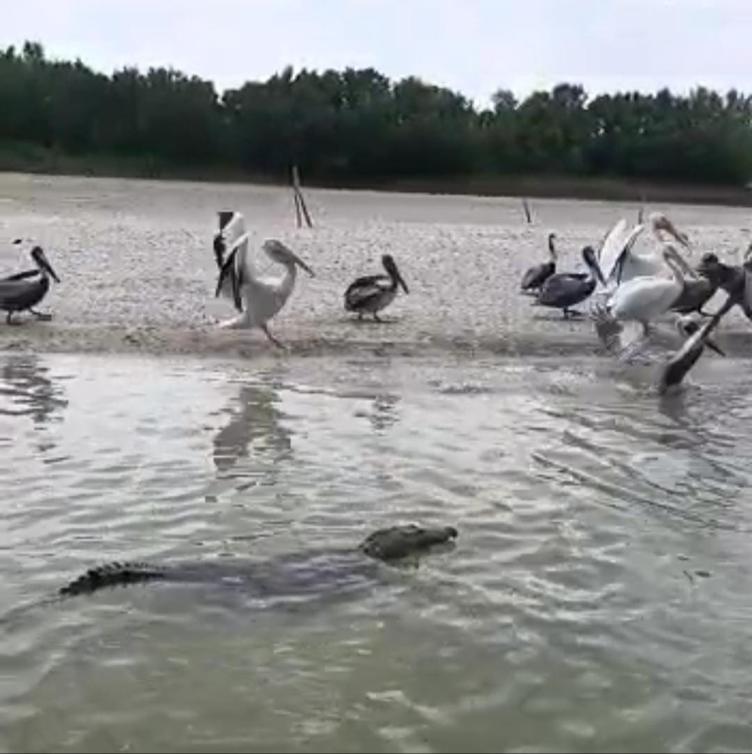 Aumento de cocodrilos en Chabihau alarma a pescadores y habitantes
