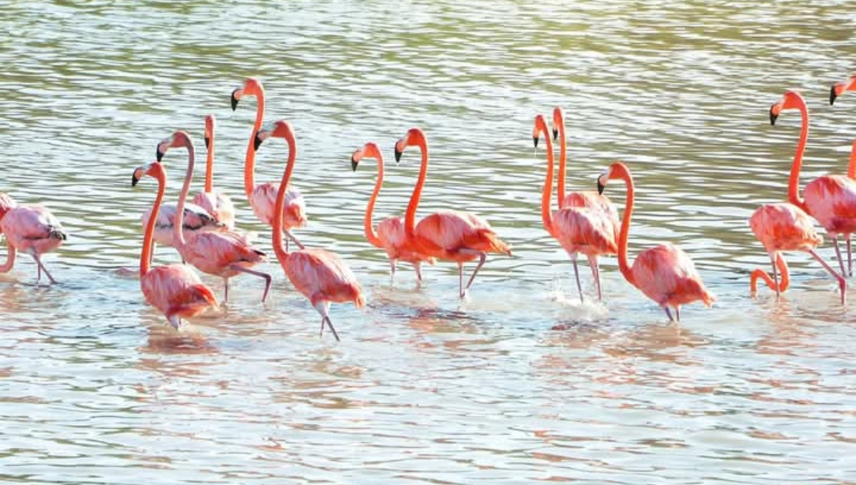 Después de mucho tiempo se reportó el arribo de parvadas de flamencos a El Cuyo Después de mucho tiempo se reportó el arribo de parvadas de flamencos a El Cuyo