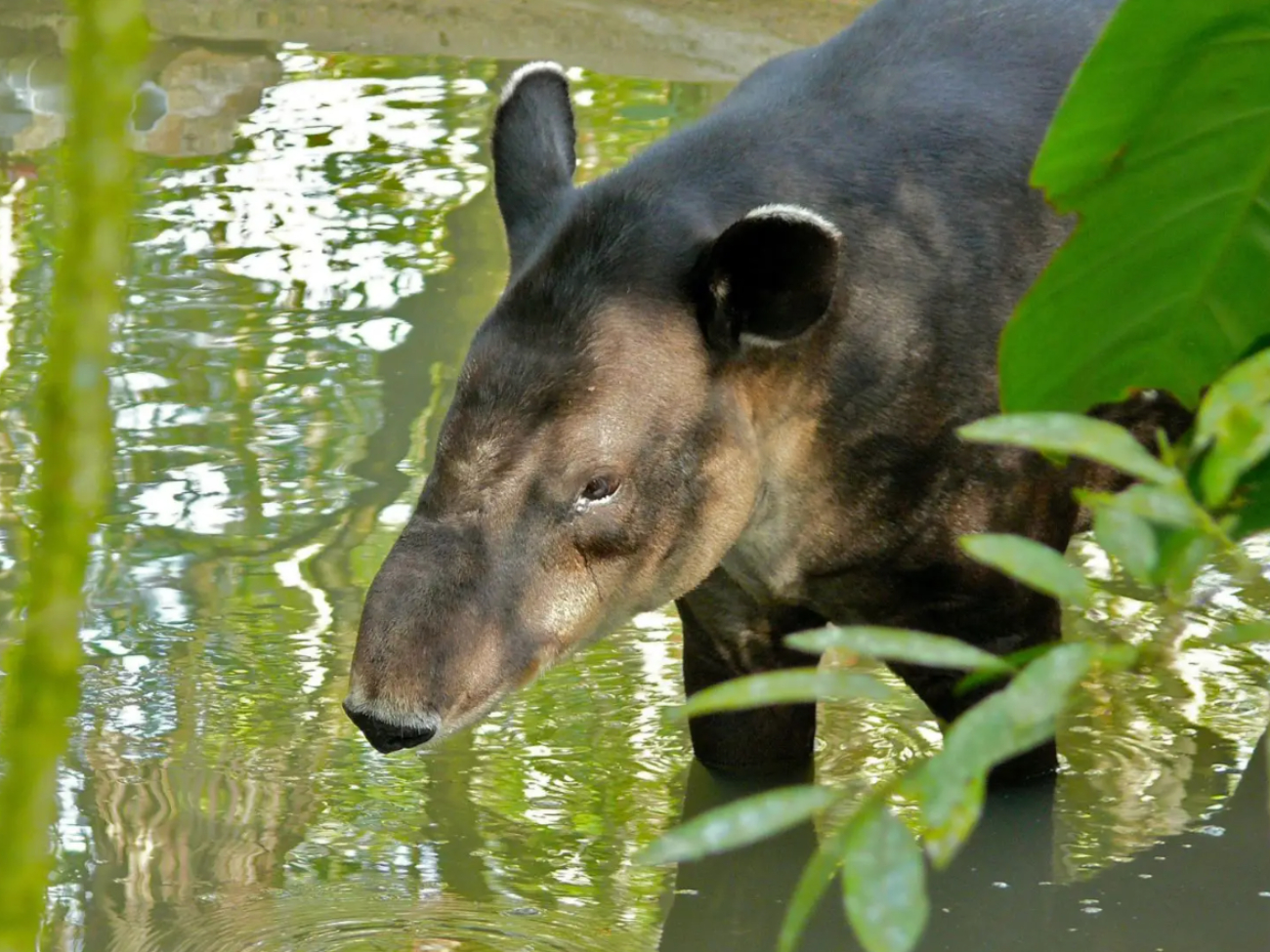 El tapir es considerado el arquitecto de las selvas El tapir es considerado el arquitecto de las selvas