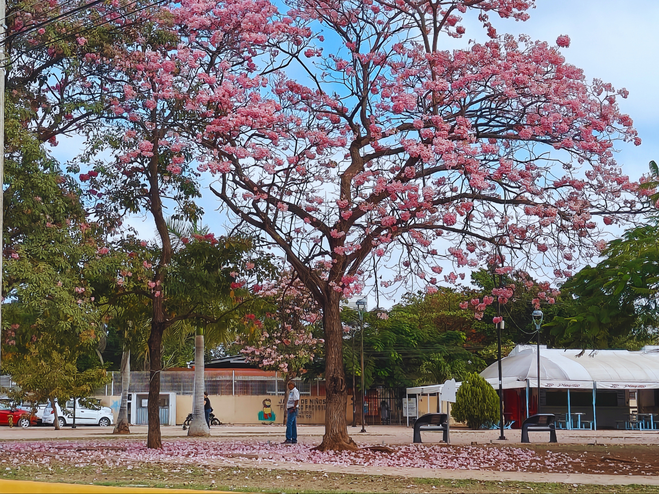Florecen durante la primavera (marzo a mayo) y sus hojas rosas caen en el verano Florecen durante la primavera (marzo a mayo) y sus hojas rosas caen en el verano