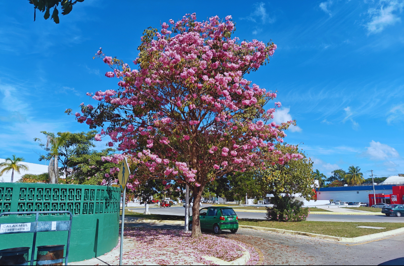 Los maculís en Campeche son conocidos por su floración rosada y su nombre oficial es Tabebuia rosea Los maculís en Campeche son conocidos por su floración rosada y su nombre oficial es Tabebuia rosea