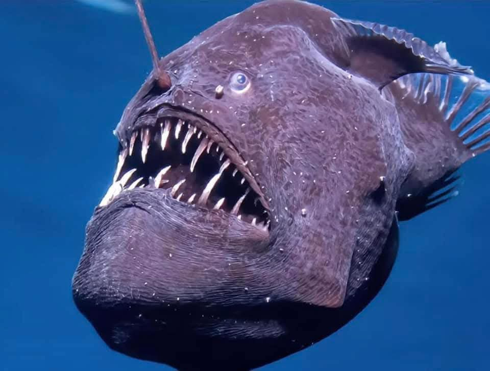 Un pez diablo negro apareció en la superficie de Tenerife y murió al poco tiempo Un pez diablo negro apareció en la superficie de Tenerife y murió al poco tiempo