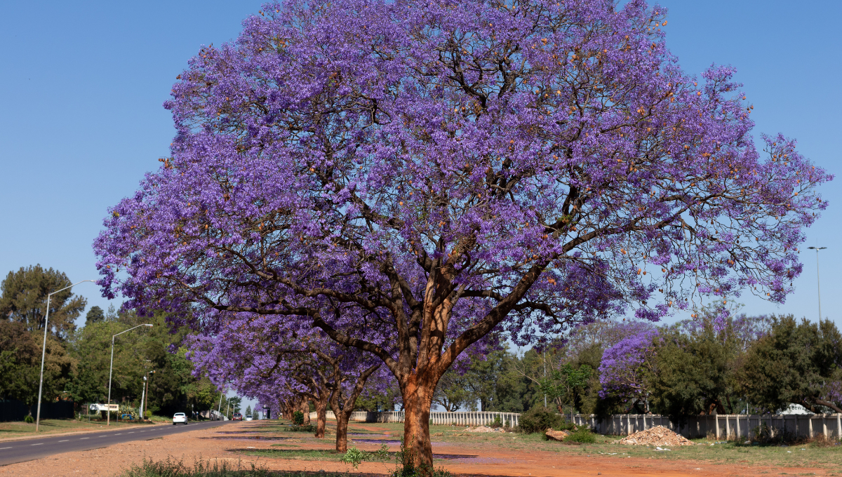 Una planta similar es el jacarandá, con flores púrpuras que también embellecen el paisaje Una planta similar es el jacarandá, con flores púrpuras que también embellecen el paisaje