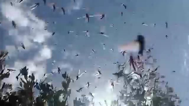 Una manga de langostas fue vista en Isla Arena, invadiendo el ojo de agua “El Remate” Una manga de langostas fue vista en Isla Arena, invadiendo el ojo de agua “El Remate”