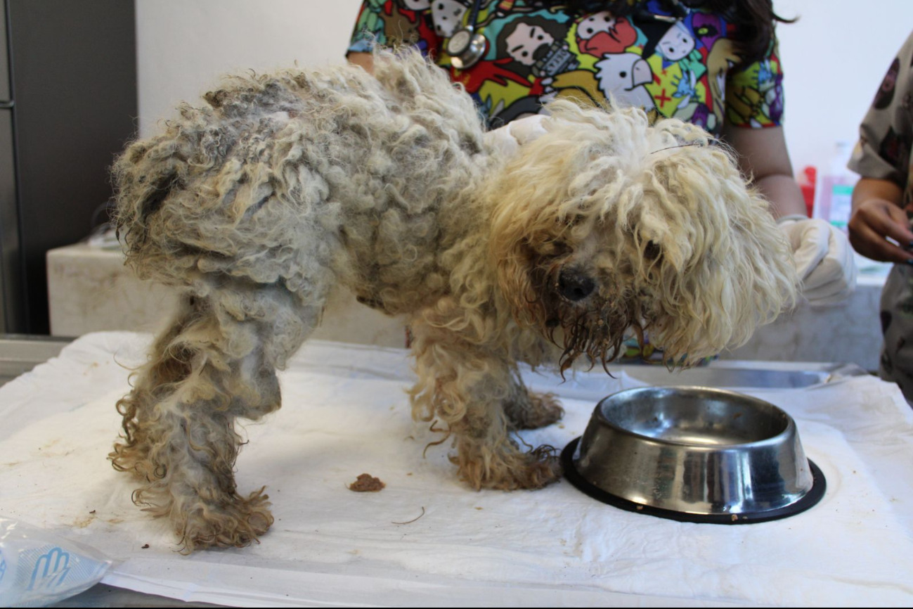 Los perros quedaron a cargo del Ayuntamiento de Mérida Los perros quedaron a cargo del Ayuntamiento de Mérida