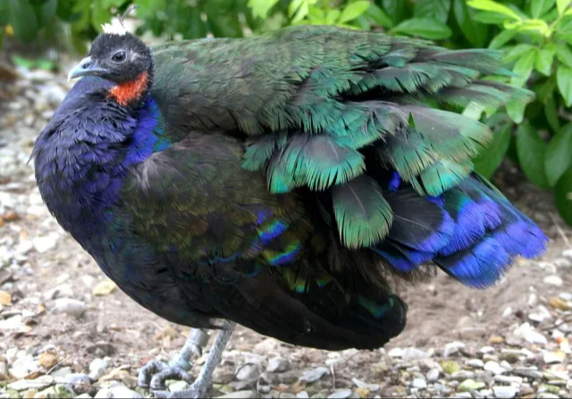 Pavo real del Congo Pavo real del Congo