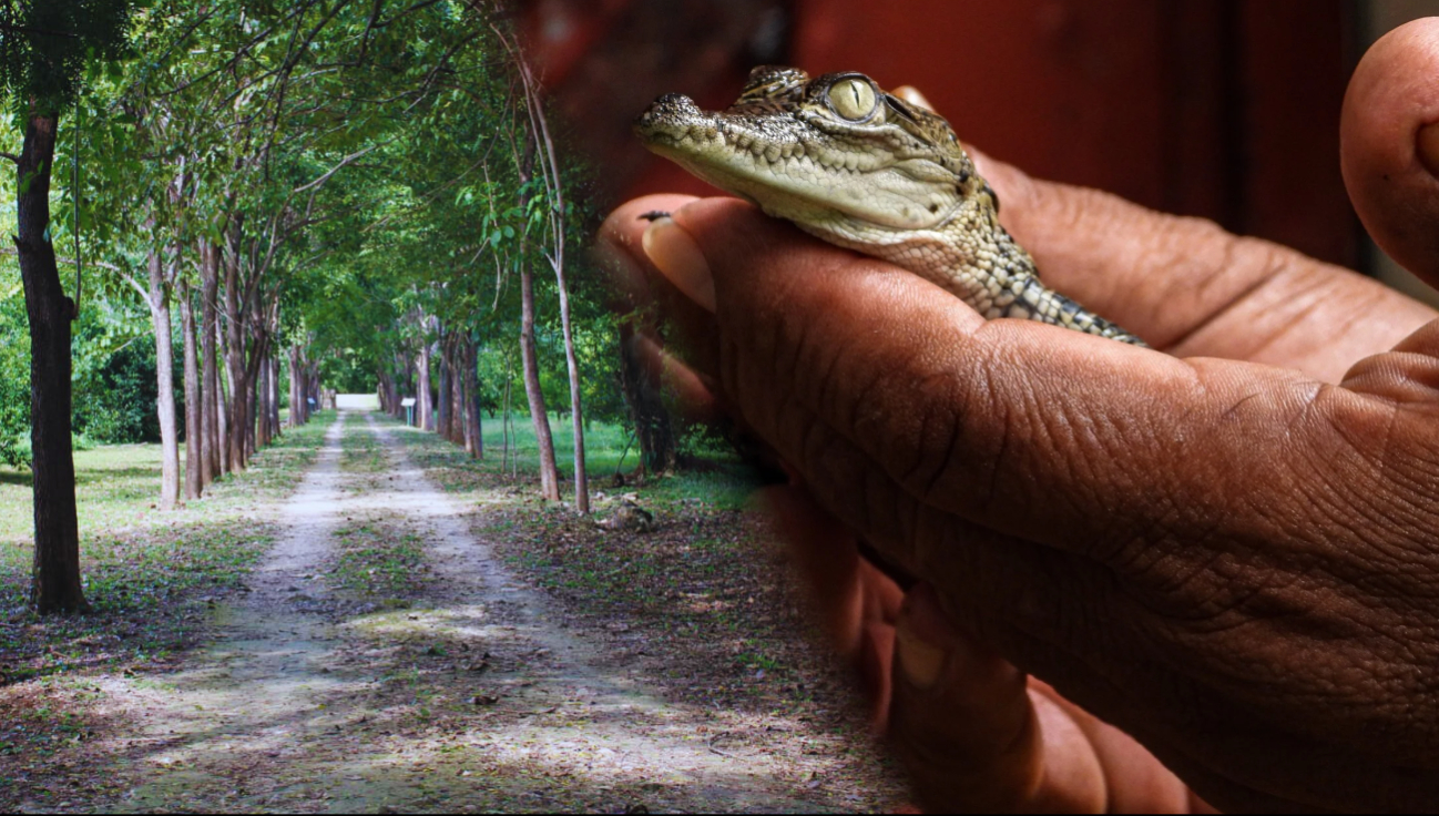 Explora la UMA San Vicente Xtun en Campeche: Aventura natural a solo 30 minutos de la capital 