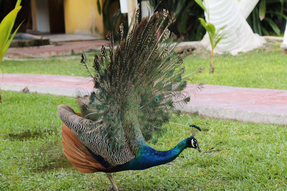 Se pueden encontrar pavos reales en reservas naturales y zoológicos de Campeche Se pueden encontrar pavos reales en reservas naturales y zoológicos de Campeche