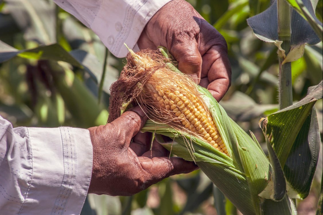 Ampliación del programa de energía eléctrica impulsará la agricultura en Campeche