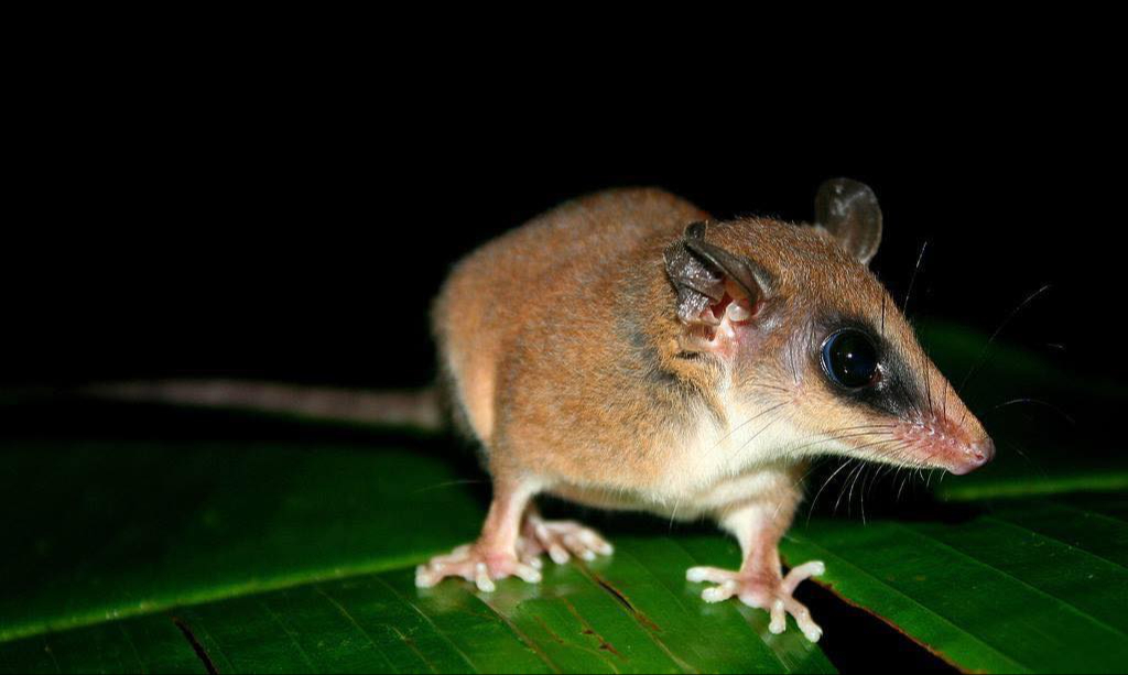 ¿Ratón o tlacuache? Conoce el curioso marsupial que habita en Campeche