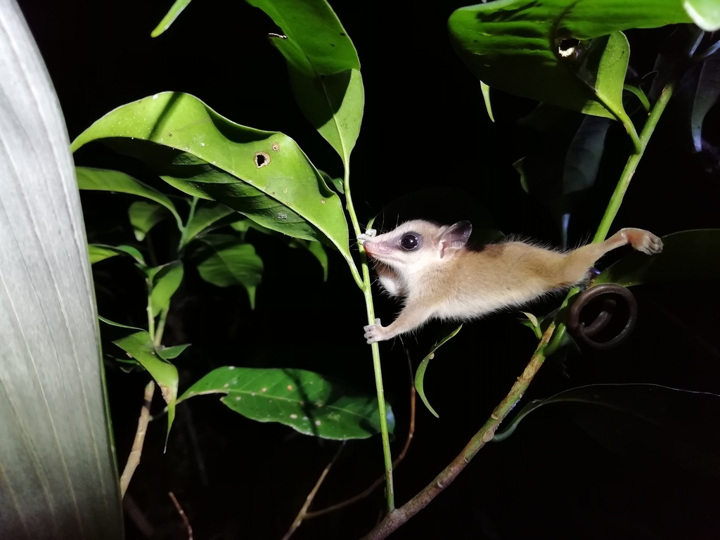 En Campeche se encuentra en las reservas Balam Kú, Calakmul y Ría Celestún En Campeche se encuentra en las reservas Balam Kú, Calakmul y Ría Celestún