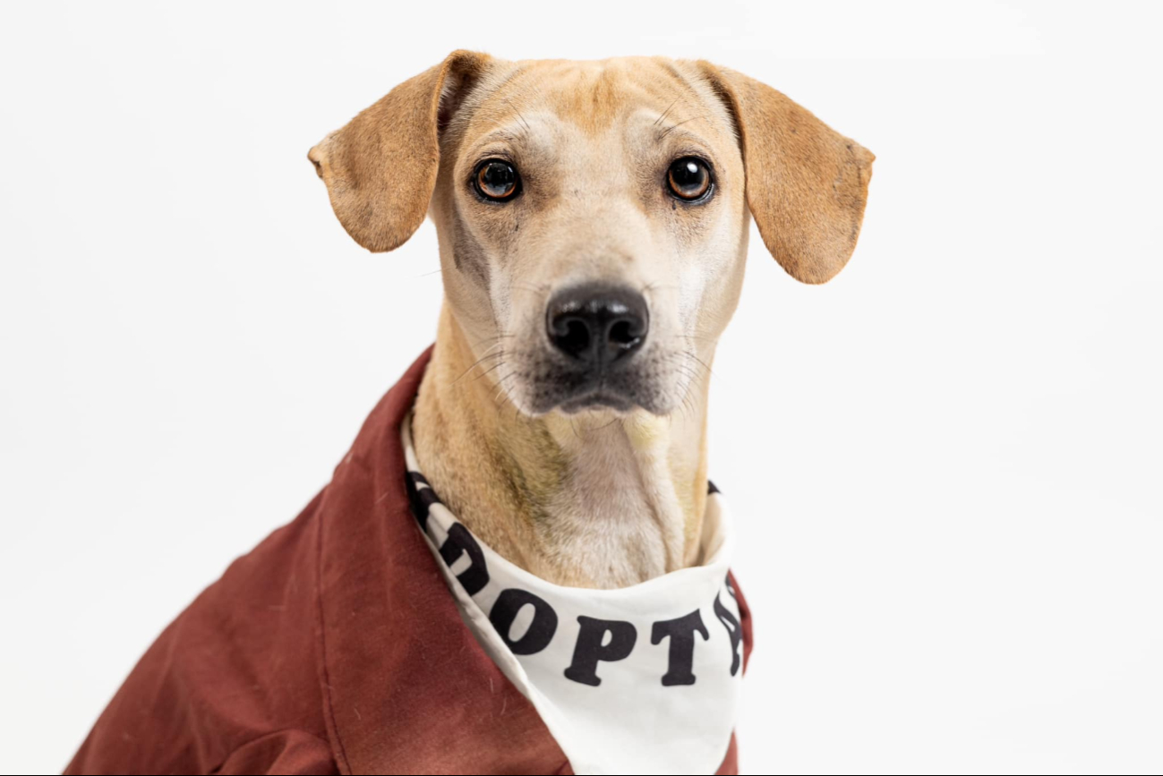Héroe mayonesa es un perro que sobrevivió tras tener la cabeza atorada en un frasco durante seis días Héroe mayonesa es un perro que sobrevivió tras tener la cabeza atorada en un frasco durante seis días