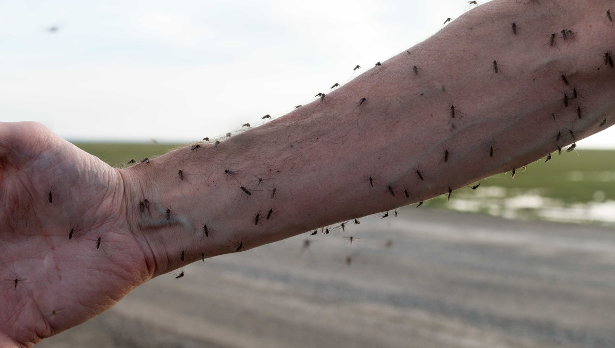 La alarma más preocupante respecto al dengue es la detectada en las ovitrampas.