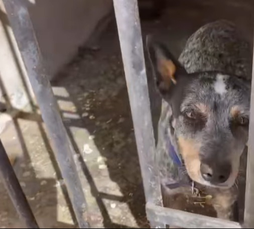 La asociación Peludos Felices A.C. tuvo conocimiento que un can permanece tras las rejas La asociación Peludos Felices A.C. tuvo conocimiento que un can permanece tras las rejas