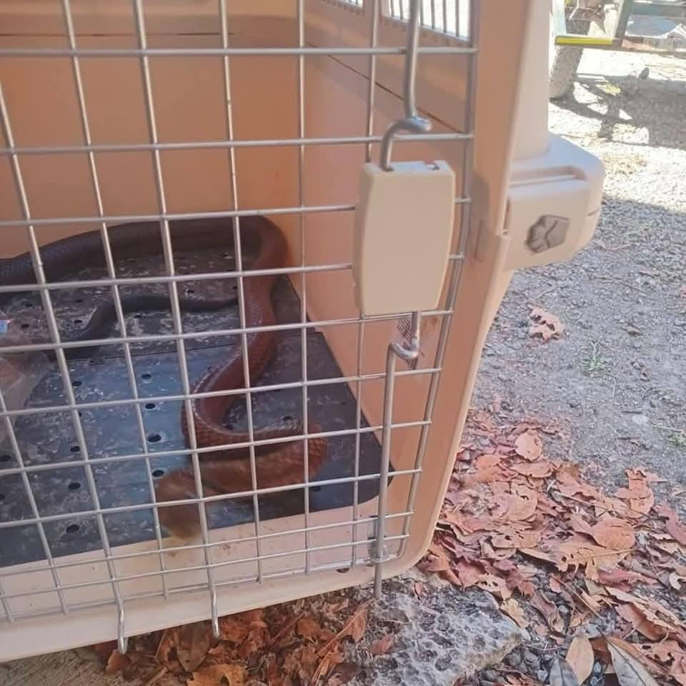La serpiente Ekuneil fue capturada y liberada lejos de las viviendas La serpiente Ekuneil fue capturada y liberada lejos de las viviendas