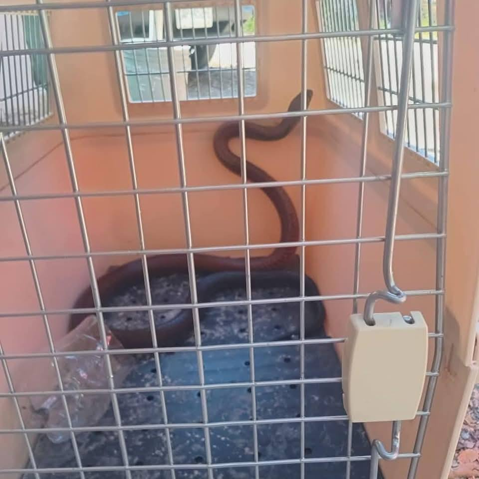 La serpiente Ekuneil no es venenosa, por lo que fue capturada por Protección Civil La serpiente Ekuneil no es venenosa, por lo que fue capturada por Protección Civil
