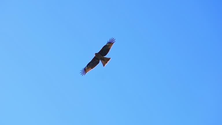 Halcones ahuyentan a  kaues, loros y zopilotes en el  aeropuerto de Mérida
