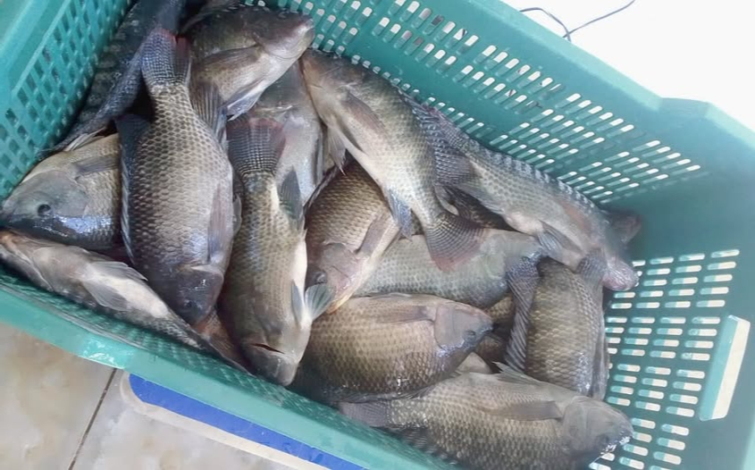  Buscan fortalecer la  acuacultura con la venta de la tilapia en Yucatán