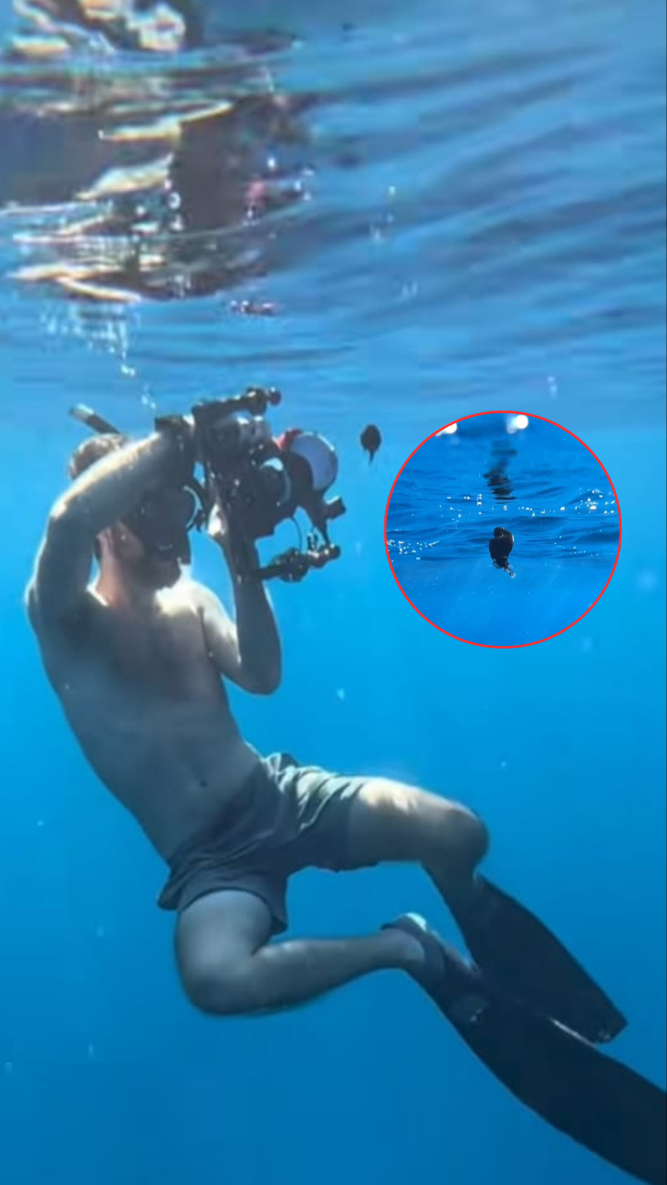 ¡Así se fotografío al pez diablo de Tenerife! Revelan imágenes inéditas del encuentro  