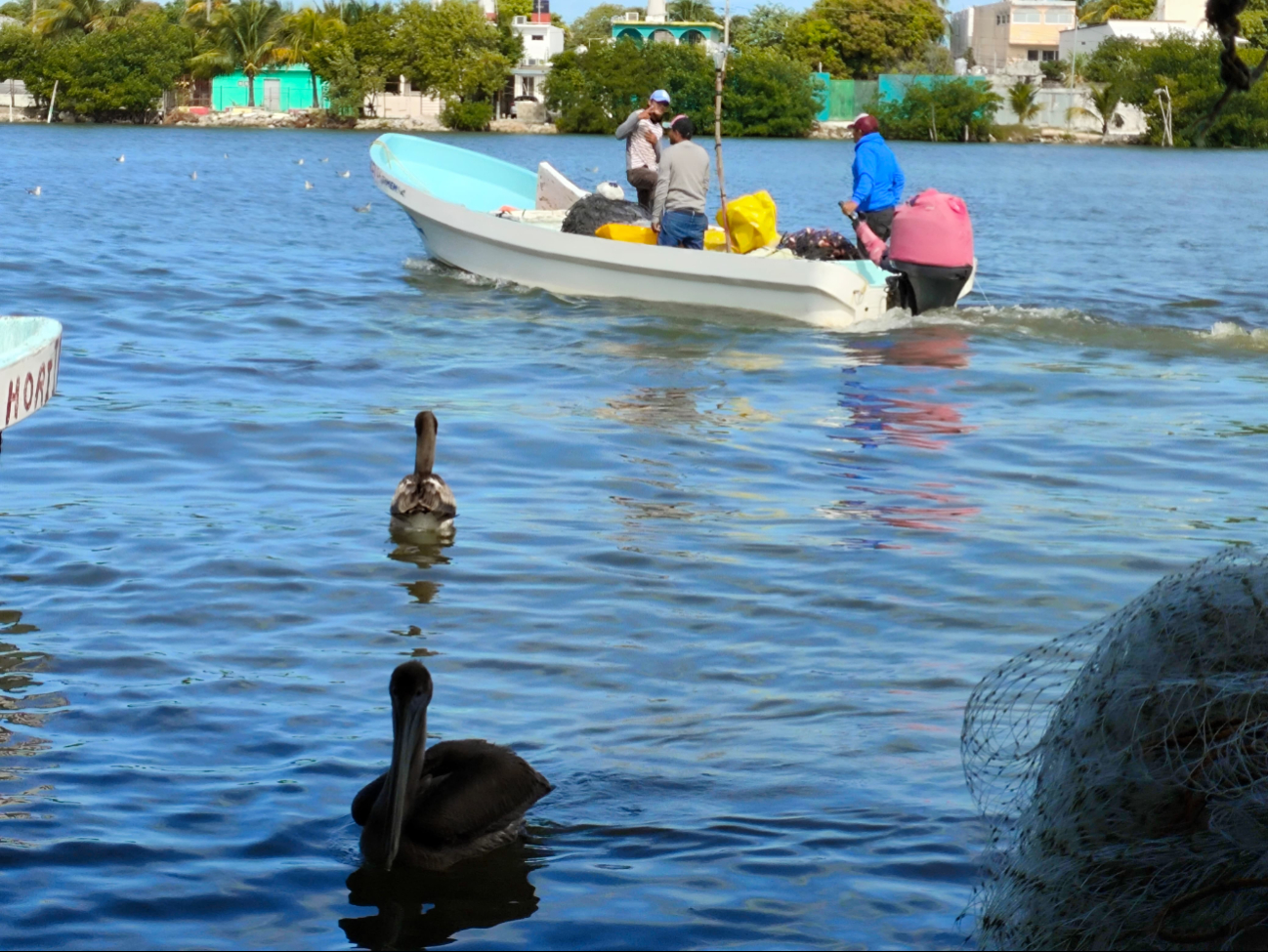 Acusan que pobladores de Isla Arena también capturan pulpo de forma ilegal