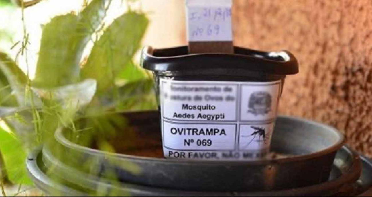 Son recipientes con agua que atraen hembras de mosquito para monitorear su actividad Son recipientes con agua que atraen hembras de mosquito para monitorear su actividad