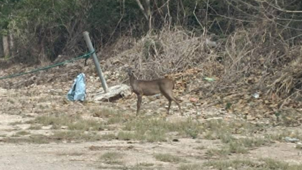 Captan a venado en una zona urbanizada del oriente de Mérida 