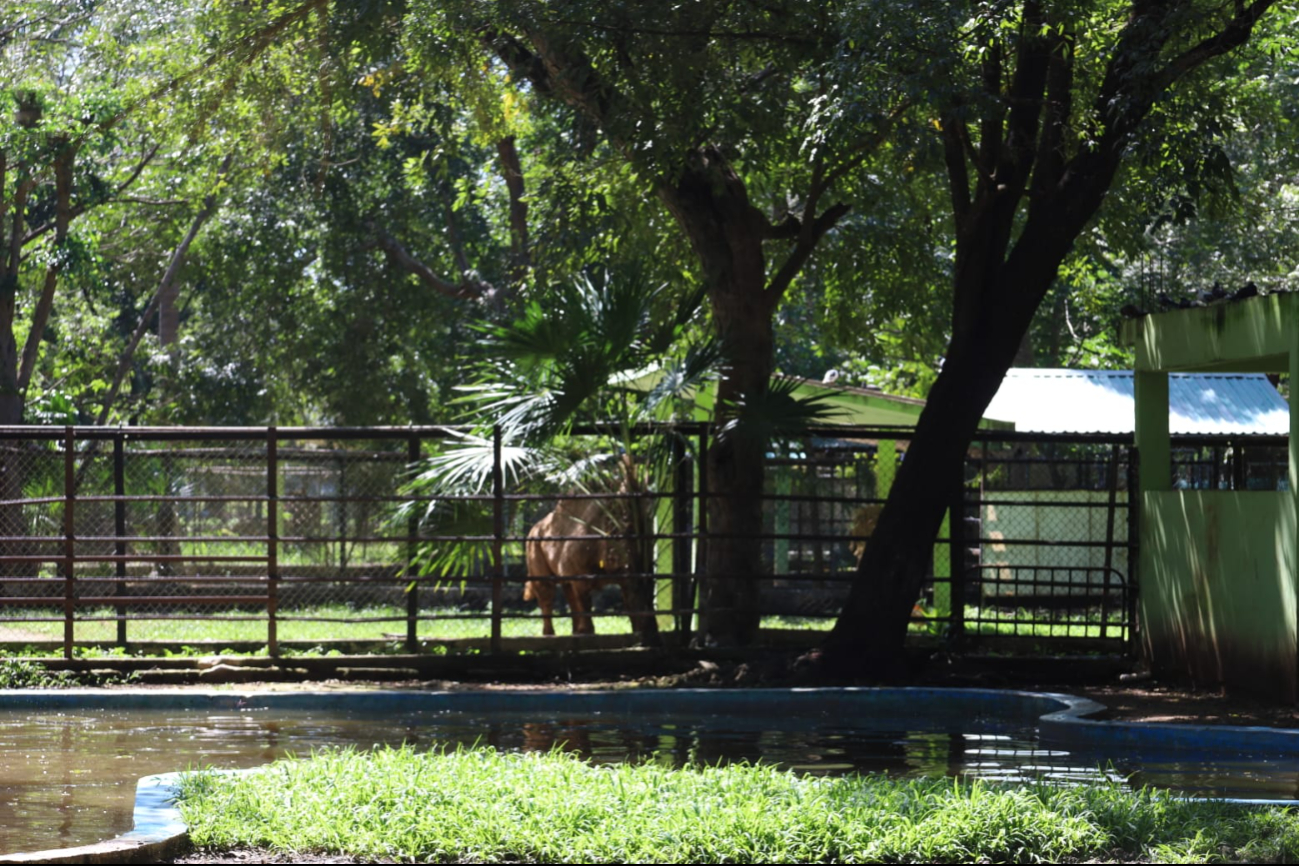 Zoológico "Payo Obispo" abrirá después del Carnaval Zoológico "Payo Obispo" abrirá después del Carnaval